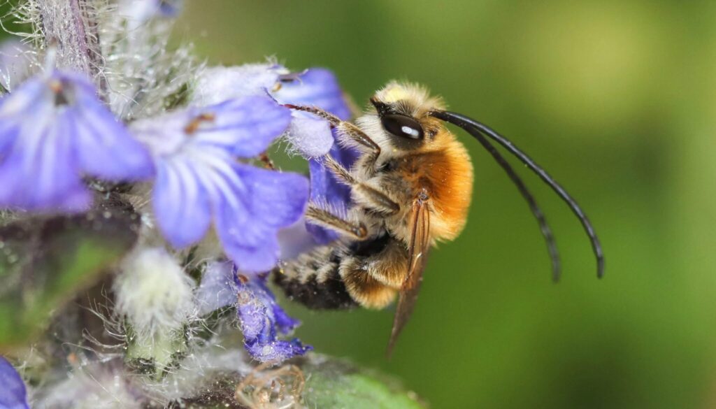 eucera-nigrescens-male-estavayer-fr-23-avril-2020-canon-14-2880x-q80