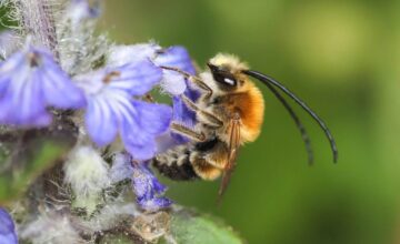 eucera-nigrescens-male-estavayer-fr-23-avril-2020-canon-14-2880x-q80
