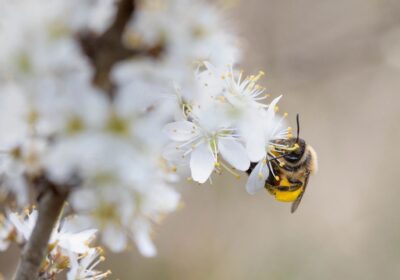 bienen-initiative-hero-2880x