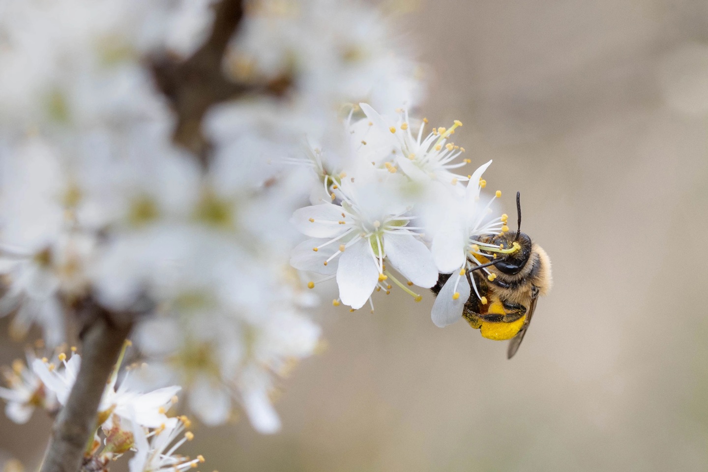 bienen-initiative-hero-2880x